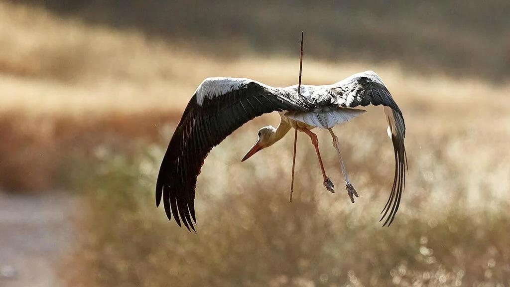 Nyíllal átlőtt fehér gólyát fotóztak Izraelben – Neokohn