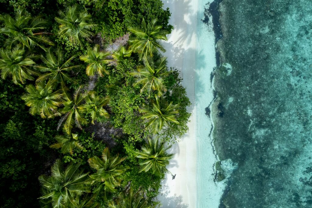 an aerial view of a tropical beach with palm trees