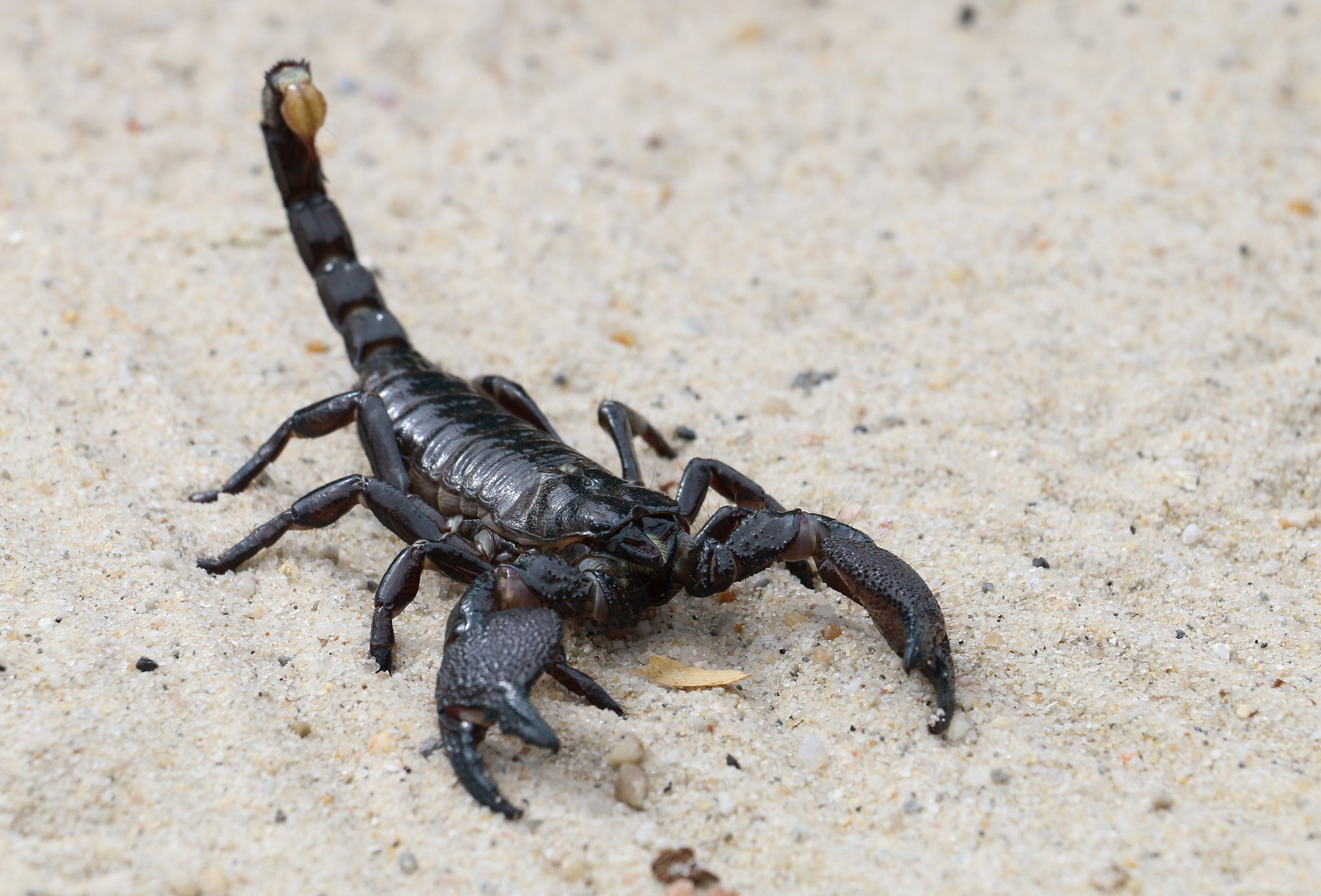 Veszélyes skorpiók árasztották el Egyiptomot